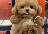 Toy Poodle Kore Kan Yavrularımız